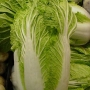 Brassica chinensis