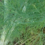 Dill | Anetum graveolens