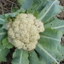 Cauliflower