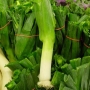 Leek