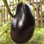 Eggplant