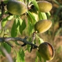 Almond