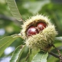 Chestnut | Castanea sativa