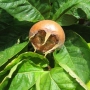 Medlar | Mespilus germanica