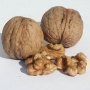 Walnut | Juglans regia