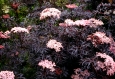 Elder | Sambucus