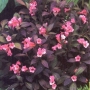 Weigela