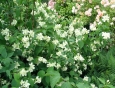 Garden jasmine