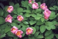 Paeonia suffruticosa