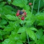 Rubus