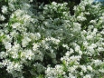 Exochorda