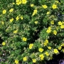 Potentilla