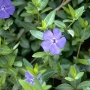 Vinca