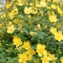 Hypericum