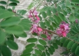 Indigofera