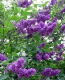 Syringa