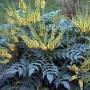 Mahonia