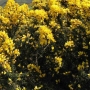 Ulex