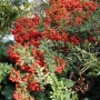 Pyracantha