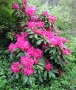 Rhododendron