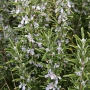 Rosemary | Rosmarinus