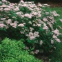 Spiraea