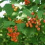 Ribes