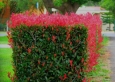 Photinia