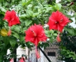 Hibiscus