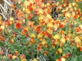 Cytisus