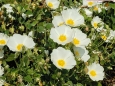 Cistus