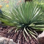 Yucca