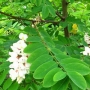 Robinia