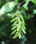 Hornbeam