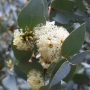 Eucalyptus