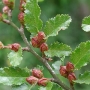 Nothofagus