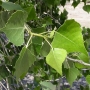 Poplar | Populus