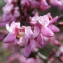 Cercis