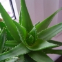 Aloe