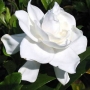 Gardenia