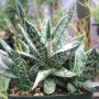 Gasteria