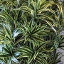 Dracaena