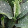 Dieffenbachia