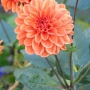 Dahlia