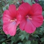 Hibiscus