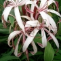 Crinum