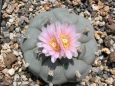 Lophophora