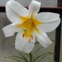 Lilium