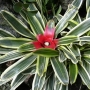 Neoregelia