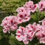 Pelargonium grandiflorum 